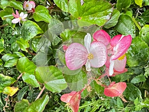 Beautiful wax begonia flowers blooming in Oslo, Norway