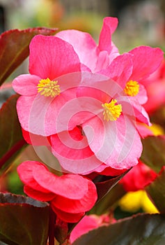 Beautiful wax flower Begonia cucullata