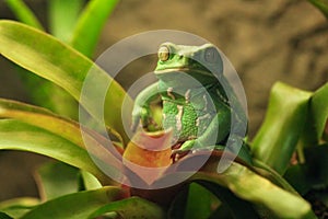 Beautiful Waxy Monkey Frog Sitting on a Plant photo