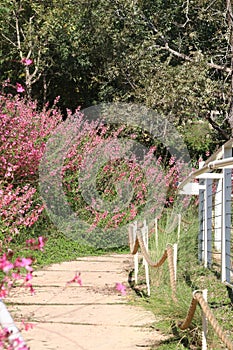 A beautiful way between flowers and trees