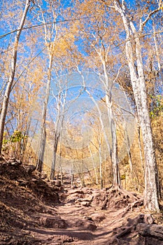 Beautiful way for trekking to Phu Kradueng Mountain