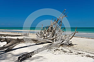 Beautiful Weathered Driftwood