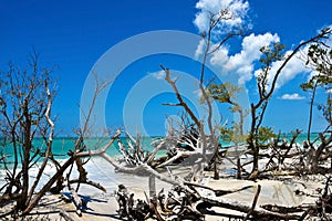 Beautiful Weathered Driftwood