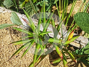 Beautiful weed flowers that are on the swamplands of West Kalimantan, Indonesia 18 photo