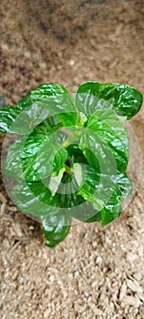 a beautiful weed with a perfect green , thriving wildly on other plants