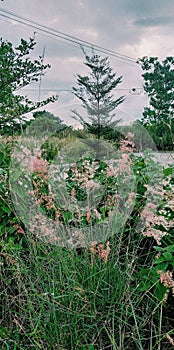 Beautiful weeds by the sunset
