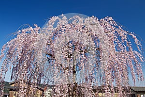 Beautiful weeping cherry tree in a Japan.