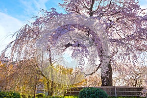 Beautiful Weeping Sakura in Spring at Maruyama Park in Kyoto, Japan