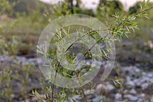 A beautiful weeping small willow tree