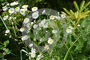 Beautiful weightless chamomile flowers with a yellow center and small white petals on a green background like chamomiles