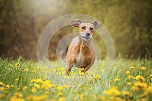 Beautiful Weimaraner carries his prey outside, hunting