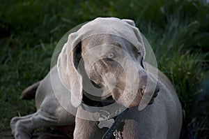 Beautiful Weimaraner Dog