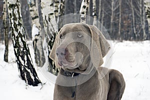 Beautiful Weimaraner Dog Standing In Snow At Winter Day. Large D