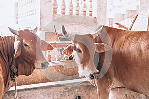 Beautiful well-groomed cows on a dairy ecofarm. sacred Hindu cow zebu on a dairy farm called goshala. Hinduism, taking care of the photo