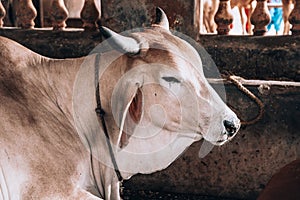 Beautiful well-groomed cows on a dairy ecofarm. sacred Hindu cow zebu on a dairy farm called goshala. Hinduism, taking care of the photo