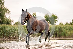 Beautiful well-groomed dark horse for a walk by the lake. A horse runs on water. Strength and Beauty