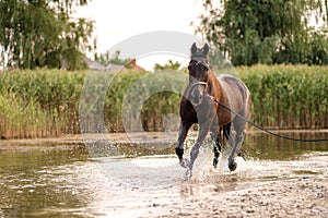 Beautiful well-groomed dark horse for a walk by the lake. A horse runs on water. Strength and Beauty