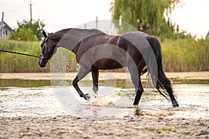 Beautiful well-groomed dark horse for a walk by the lake. A horse runs on water. Strength and Beauty