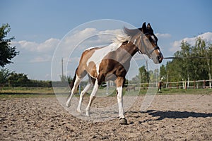 A beautiful, well-groomed horse on a farm. Ranch. Farmer. Cowboy