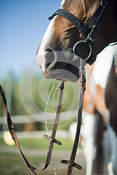 A beautiful, well-groomed horse on a farm. Ranch. Farmer. Cowboy