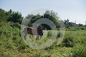 A beautiful, well-groomed horse on a farm. Ranch. Farmer. Cowboy