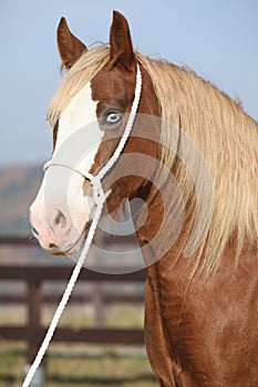 Beautiful welsh cob mare with halter