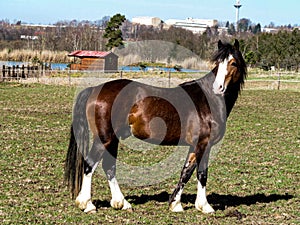 Beautiful welsh cob section D young stallion