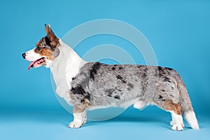 Beautiful Welsh Corgi Cardigan dog standing in profile portrait on blue background in studio, tongues out. Rare Merle color, diffe