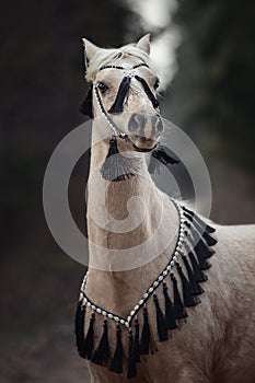 Beautiful welsh pony with black and white bridle in forest background in autumn