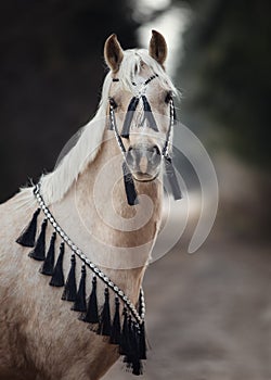 Beautiful welsh pony with black and white bridle in forest background in autumn