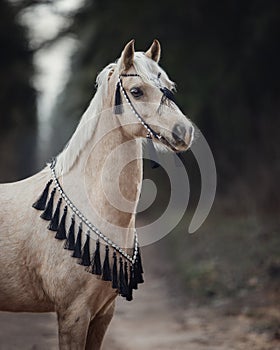 Beautiful welsh pony with black and white bridle in forest background in autumn