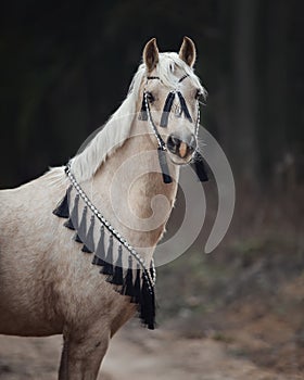 Beautiful welsh pony with black and white bridle in forest background in autumn