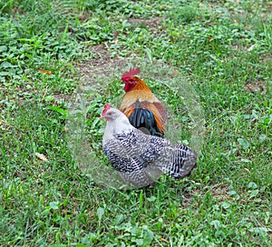 Beautiful Welsummer Rooster and Egyptian Fayoumi chicken grazing on grass. Shallow focus. Rooster in focus