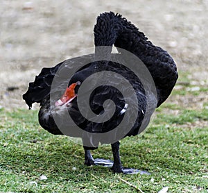 Beautiful West Australian black swan cygnus atratus i