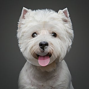 Beautiful west highland white terrier dog