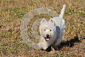 Beautiful West Highland White Terrier Dog Enjoying A Race Through Rebedul Meadows In Lugo. Animals Landscapes Nature