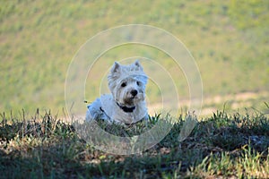 Beautiful West Highland White Terrier Dog Lying On Rebedul Meadows In Lugo. Animals Landscapes Nature.