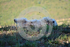 Beautiful West Highland White Terrier Dog Rotating In Rebedul Meadows In Lugo. Animals Landscapes Nature.