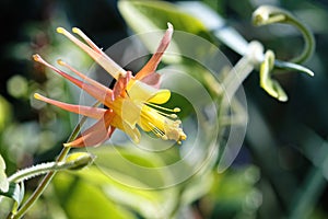 Beautiful Western Columbine or Aquilegia formosa flower in a garden