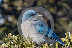 Beautiful Western Scrub Jay in the Arizona Desert