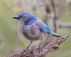 Beautiful Western Scrub-Jay stands on tree limb during springtime