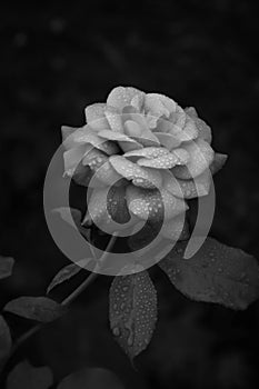 A beautiful wet blossom of pink rose flowers in garden in black and white