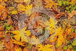 Beautiful wet colorful fall Maple leaves on ground - background - selective focus