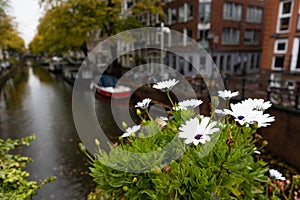 Beautiful Wet Flowers along a Canal during a Rainy Day in the Grachtengordel West Neighborhood of Amsterdam
