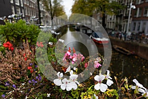 Beautiful Wet Flowers along a Canal during a Rainy Day in the Grachtengordel West Neighborhood of Amsterdam