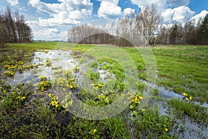 Beautiful wet meadow with marigolds yellow flowers and trees on the horizon, spring view