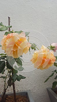 Beautiful wet orange roses