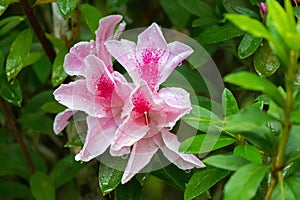 Beautiful wet pink George Taber Azalea flower in garden at Fraserâ€™s Hill, Malaysia, South east Asia