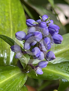 Beautiful wet purple flowers