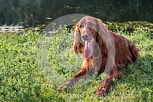 Beautiful wet red dog Russian Greyhound Borzoi with open mouth and big pink tongue lies with a green ball on grass in a park in